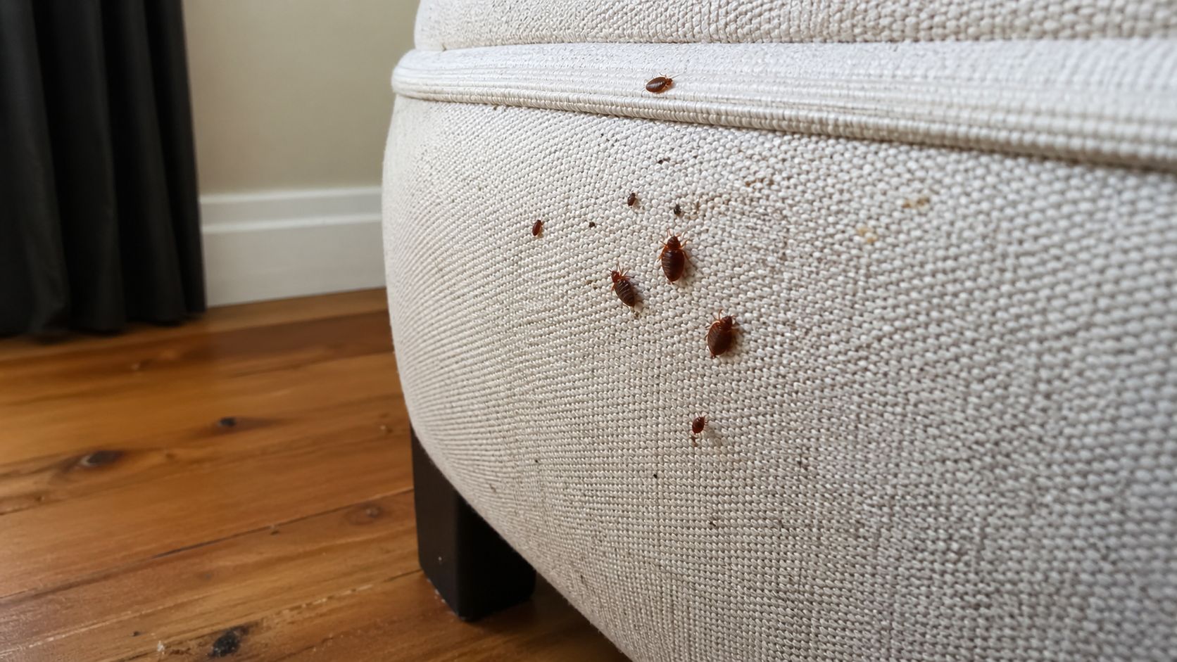 Štěnice v domácnosti: proč nestačí rychlý zásah z drogerie